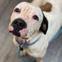 Thumbnail photo of Happ #2