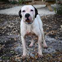 Thumbnail photo of Happ #3