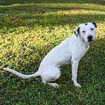 Thumbnail photo of Joy #4