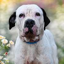 Thumbnail photo of Happ #4