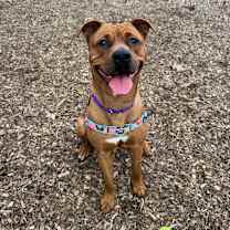 Thumbnail photo of Maple #1