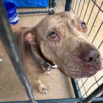 Thumbnail photo of Frosty #1