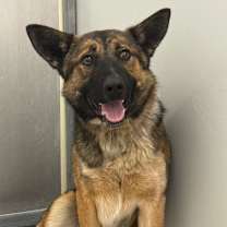 Thumbnail photo of Koa  #3