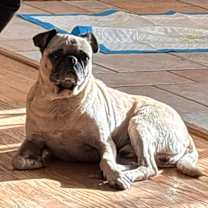 Thumbnail photo of Gordo #3