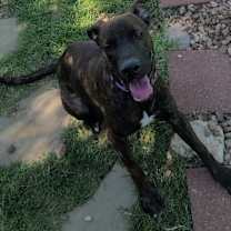 Thumbnail photo of Muffin #1