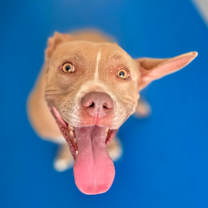 Thumbnail photo of Chloe #2