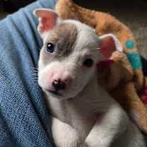 Thumbnail photo of Pilot #1