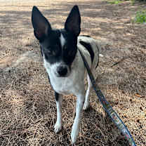 Thumbnail photo of Emerald #4