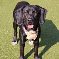 Thumbnail photo of Pantera #1