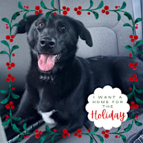 Thumbnail photo of Mia - Sweet, Loving Girl. Good with Dogs! #1