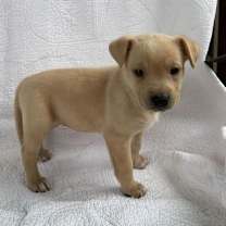 Thumbnail photo of Ragdoll #1