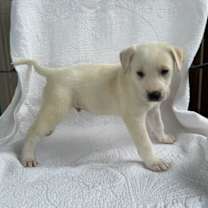 Thumbnail photo of Siamese #2