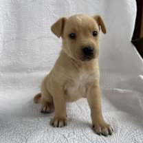 Thumbnail photo of Ragdoll #2