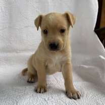 Thumbnail photo of Ragdoll #3