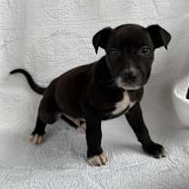 Thumbnail photo of Burmese #3