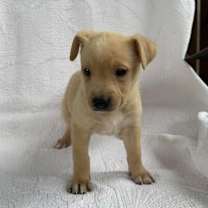 Thumbnail photo of Ragdoll #4