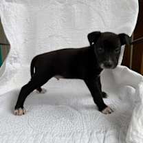 Thumbnail photo of Burmese #4