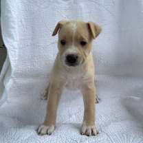 Thumbnail photo of Persian #4