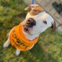 Thumbnail photo of Roscoe P Coltrain #1