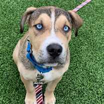 Thumbnail photo of Deku #2