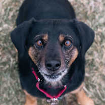 Thumbnail photo of Ruger #1