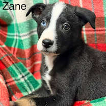 Thumbnail photo of Zane Zerohour #1