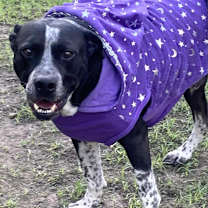 Thumbnail photo of Brody #2