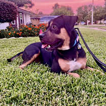 Thumbnail photo of Remy #3