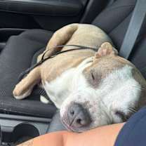 Thumbnail photo of Chip #4