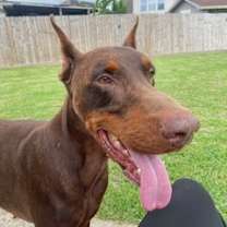 Thumbnail photo of Zephyr #1