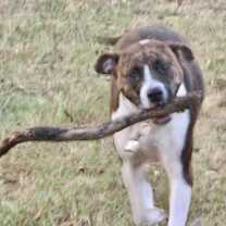 Thumbnail photo of Narni #2