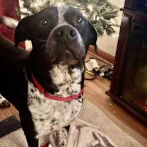 Thumbnail photo of Brody #4