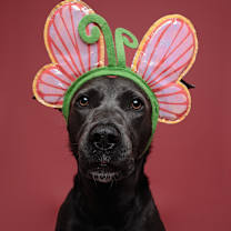 Thumbnail photo of Dory #3