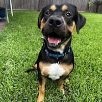 Thumbnail photo of Remy #1