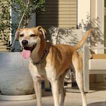 Thumbnail photo of Henry #1