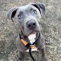 Thumbnail photo of Jezebel #1