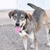 Thumbnail photo of Balto #1