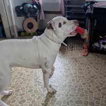 Thumbnail photo of Stanley #3