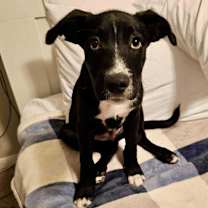 Thumbnail photo of Bear #2