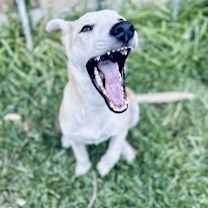 Thumbnail photo of Harlow #2