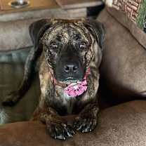 Thumbnail photo of Dipsy #1