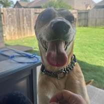 Thumbnail photo of Henry #2