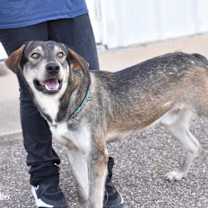 Thumbnail photo of Balto #2