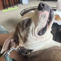 Thumbnail photo of Chip #3