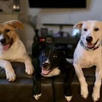 Thumbnail photo of Bear #3