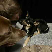 Thumbnail photo of Marshia #2