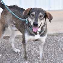 Thumbnail photo of Balto #3