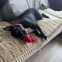 Thumbnail photo of Rosie #2