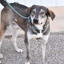 Thumbnail photo of Balto #4