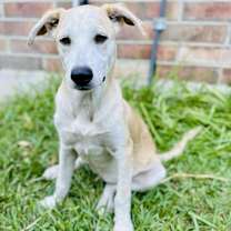 Thumbnail photo of Harlow #4